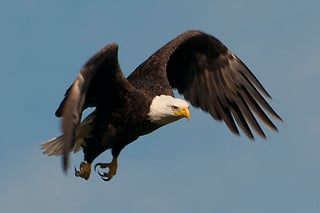 Picture of Sea eagle
