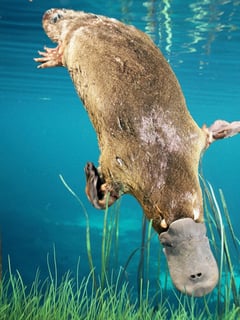 Picture of Platypus