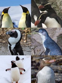 Picture of Penguins