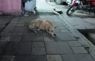 Picture of Street dog