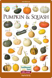 Picture of Pumpkin
