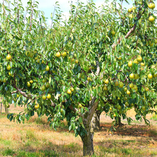 Picture of Pear