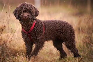 Picture of Lagotto Romagnolo