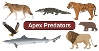 Picture of Apex predator