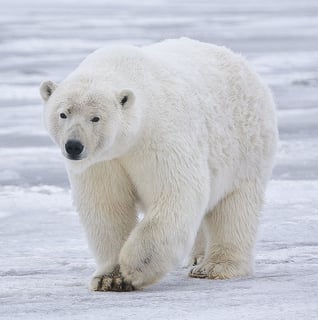 Picture of Polar bear