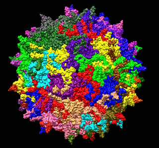Picture of Adeno-associated virus