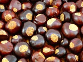 Picture of Buckeye