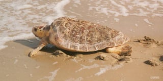 Picture of Loggerhead sea turtle