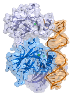 Picture of p53