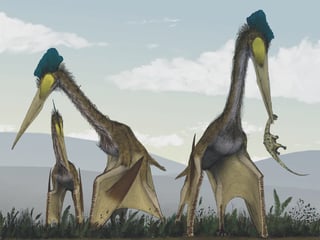 Picture of Pterosaur
