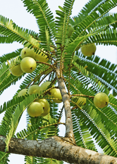 Picture of Indian gooseberry