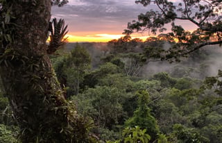 Picture of Yasuni National Park