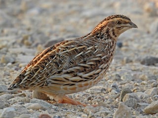 Picture of Quail