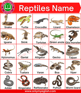 Picture of Reptiles