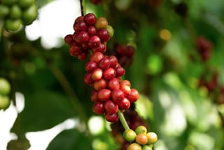Picture of Robusta coffee