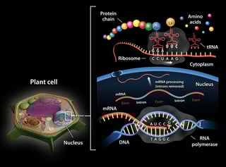 Picture of RNA