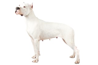 Picture of Dogo Argentino