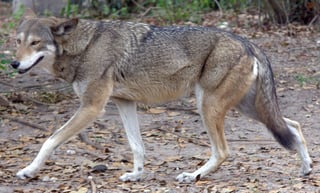 Picture of Red wolf