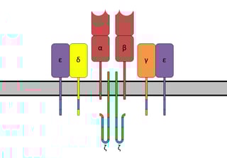 Picture of T-cell receptor