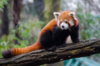 Picture of Red panda