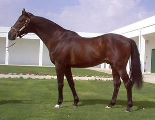 Picture of Alysheba