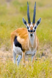 Picture of Thomson's gazelle