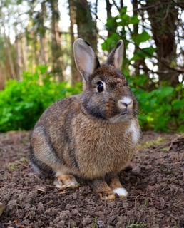 Picture of Rabbit