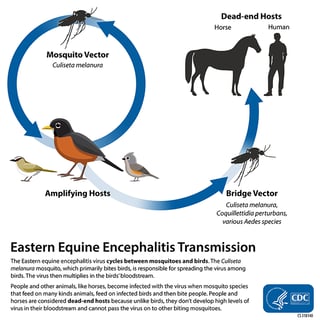 Picture of Eastern equine encephalitis virus