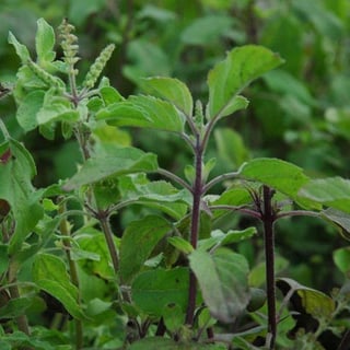 Picture of Holy Basil