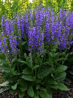 Picture of Salvia