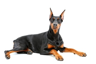 Picture of Dobermann