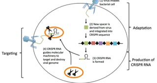 Picture of CRISPR