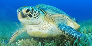 Picture of Green sea turtle