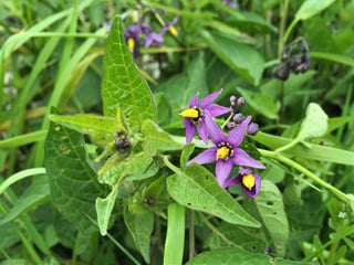 Picture of Nightshade