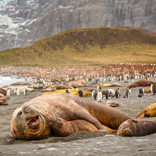 Picture of South Georgia and the South Sandwich Islands