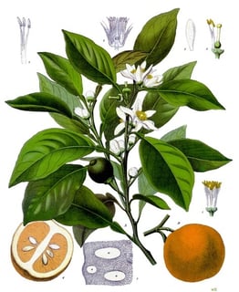 Picture of Neroli