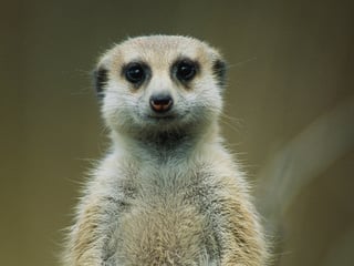 Picture of MeerKAT