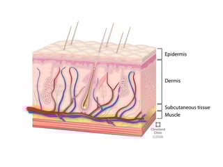 Picture of skin