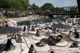 Picture of Edinburgh Zoo