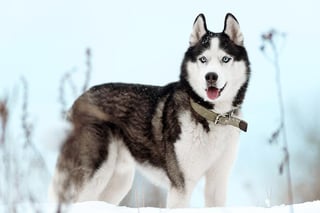 Picture of Siberian Husky
