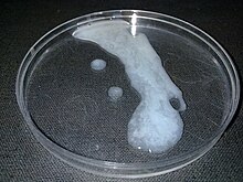 Picture of Semen