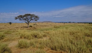 Picture of Serengeti