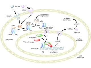 Picture of NF-κB