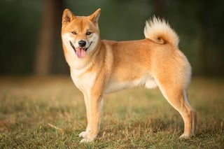 Picture of Shiba Inu