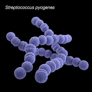 Picture of Streptococcus