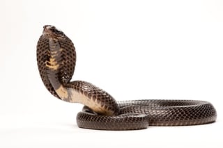 Picture of Snake