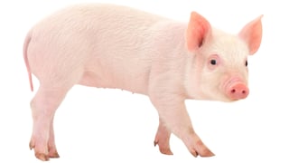 Picture of Pig