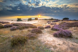 Picture of Hoge Veluwe National Park