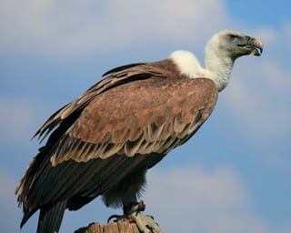 Picture of Vulture