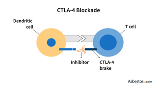 Picture of CTLA-4
